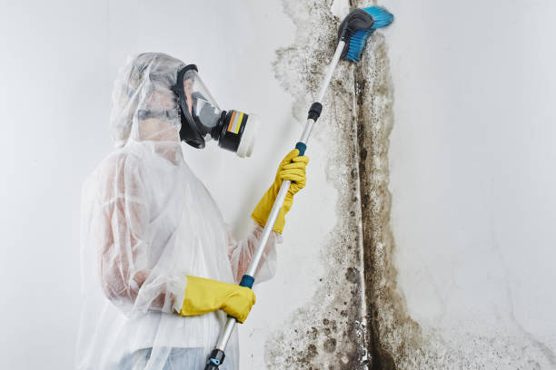 Best Crawl Space Mold Removal  in Decatur, AL